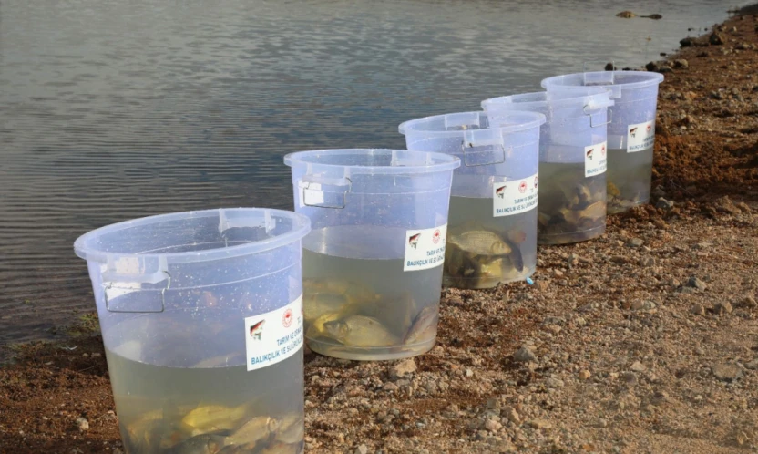 Elazığ'da Su Kaynakları Canlanıyor: Kalecik Barajı'na 11 Bin 800 Sazan Yavrusu Bırakıldı