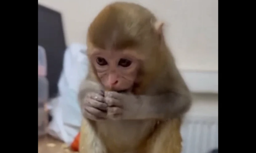 Elazığ'da Yakalanan Makak Maymunu Yavrusu Koruma Altına Alındı