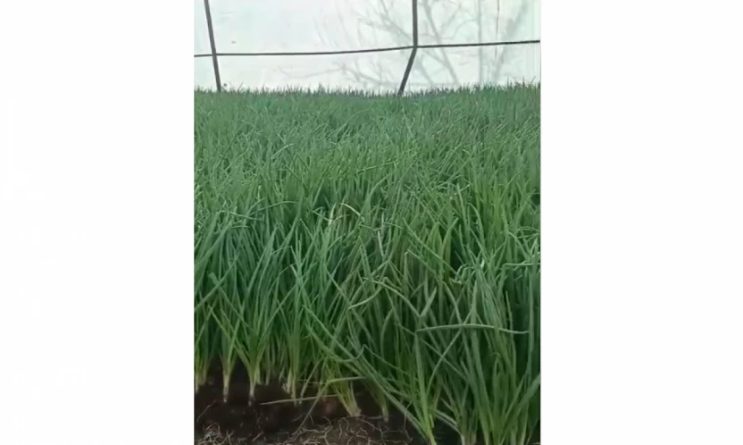 Elazığ'ın Alibey Köyü'nde Yeşil Soğan Hasadı Başladı