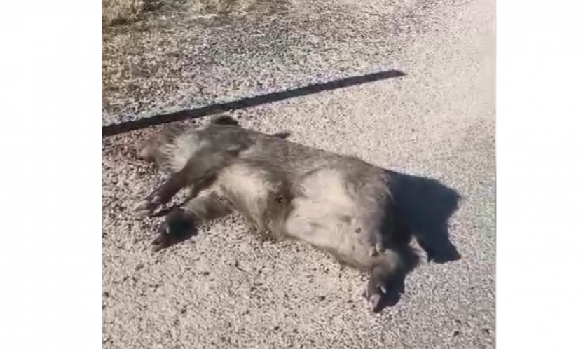 Elazığ–Pertek Yolunda Yaban Domuzu Ölü Bulundu