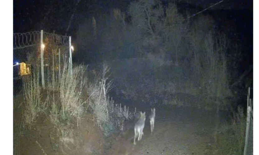 Elazığ Sivrice'de Kurtlar Yerleşim Alanına Yakın Görüntülendi