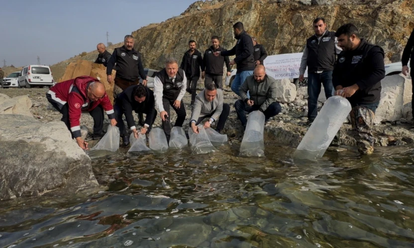 Karakaya Barajı'na 420 Bin Balık Yavrusu Bırakıldı