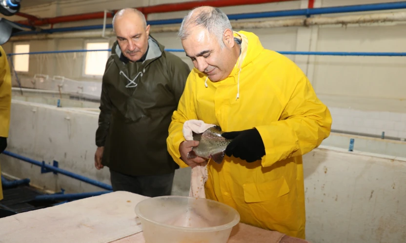 Keban Su Ürünleri Üretim İstasyonunda Alabalık Sağımı Aralıksız Sürüyor