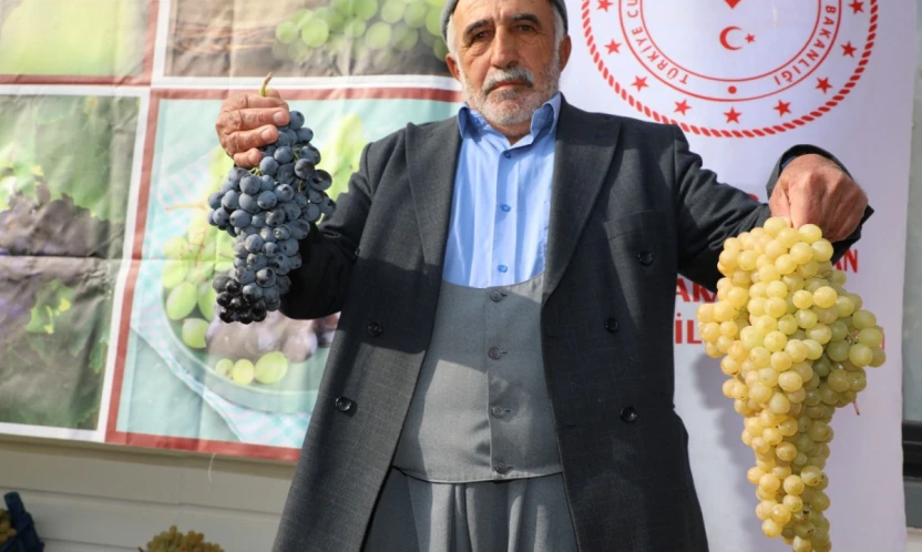 Üzümle Emeğin Buluştuğu Hoşköy'de Bereket Hasadı